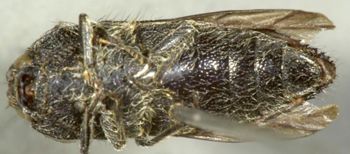 Media type: image;   Entomology 33803 Aspect: habitus ventral view